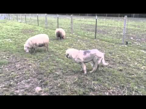 Sarplaninac Puppy Guarding Sheep