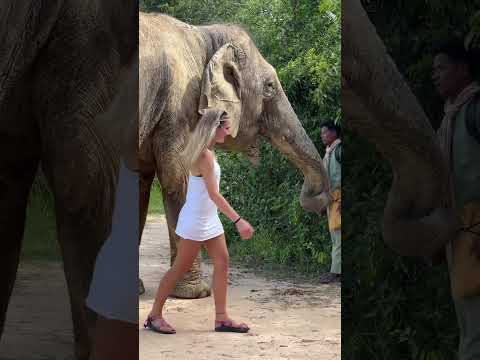 Csukódj Be - Elefant