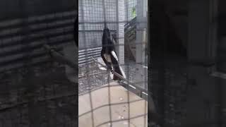 Download lagu PANCINGAN KACER BAKALAN DURASI PENDEK 100% LANGSUNG NYAUT. mp3