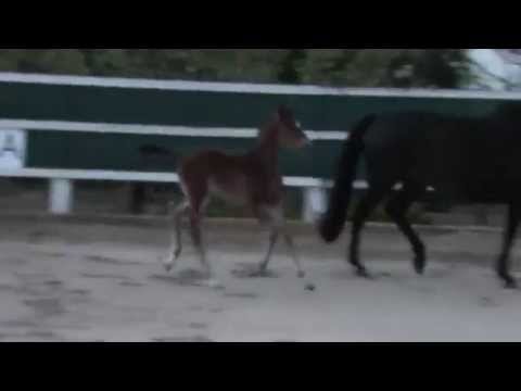 Fürst Filou - for sale