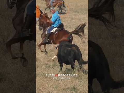 Enorme toro persigue al caballo!!😱