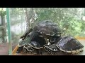 4 Baby Turtles Raised In A Glass Tank And The Ending Turtles