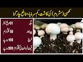Mushroom Farming in Pakistan | Mushroom in Pakistan | Mushroom Business in Pakistan || Qasim Malik