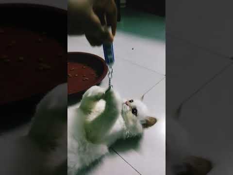 bikry Hobe 01624631600