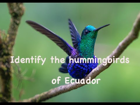 Easily identify the hummingbirds of Ecuador with this video@chocotoucanreserve and lodge in Ecuador