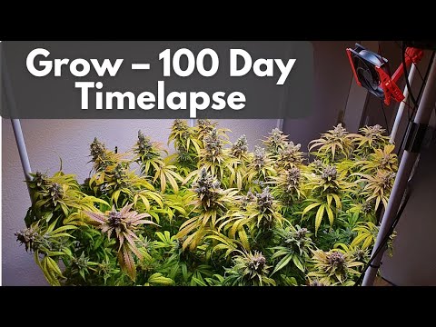Cannabis SCROG Timelapse – 100 Days in 3 Minutes Clone to Harvest