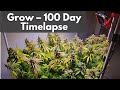 Cannabis SCROG Timelapse 100 Days In 3 Minutes Clone To Harvest