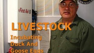 LIVESTOCK - Incubating Duck & Goose Eggs