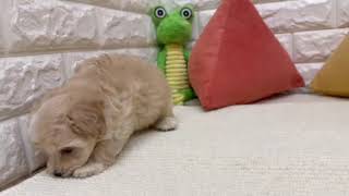 ハーフ犬の動画01