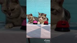 Smart and cute cats?　　#shorts  #short