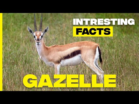Discover Gazelles: Amazing Facts About Nature's Sprinters | Gazelle Facts
