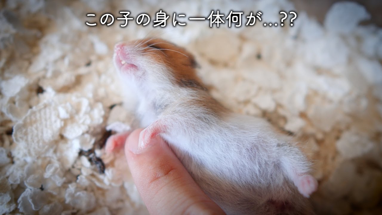掃除中に触っても動かない子ハムスター...まさかの事態。。