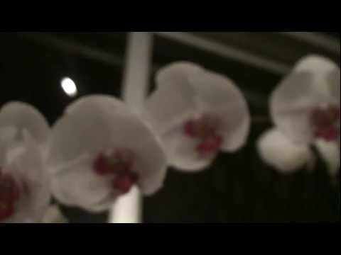 EU VIM PARA ENSINAR - FLOR DE JAGUBE - ANTÔNIO GOMES