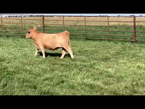 Tag 36 video