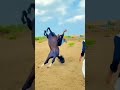 Kathiyawadi Ghoda Horsestatus Kude Ude Koda Ghoda Horselover Ghodanastatus Subscribe