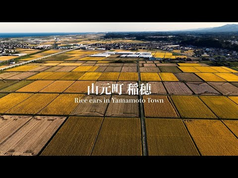 【4K】山元町の秋を空から｜黄金色の稲穂が輝く絶景ドローン映像【宮城県山元町】