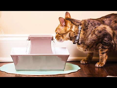 ✅ TOP 5 Best Pet Water Fountain    [ 2022 Buyer's Guide ]