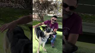Video preview image #1 Gerberian Shepsky Puppy For Sale in Pasadena, CA, USA
