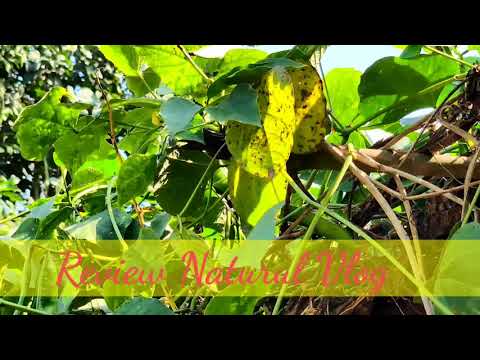 Good grass For Cow | long Grass In My garden