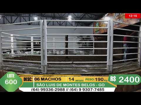 BRASIL LEILÕES - SÃO LUIS DE MONTES BELOS - GO -11/03/2026