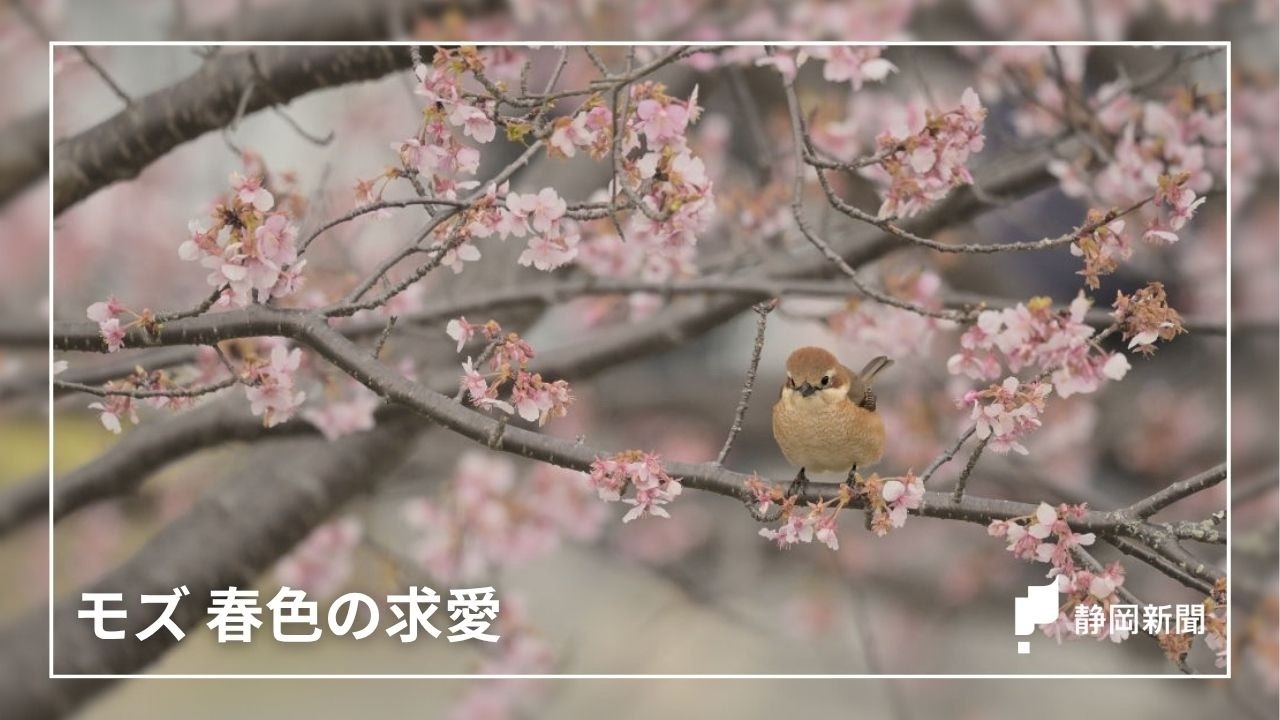 「モズ」春色の求愛