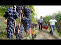 Amazing Grape Harvesting And Processing Grape Juice Modern Agricultural Harvesting Machines