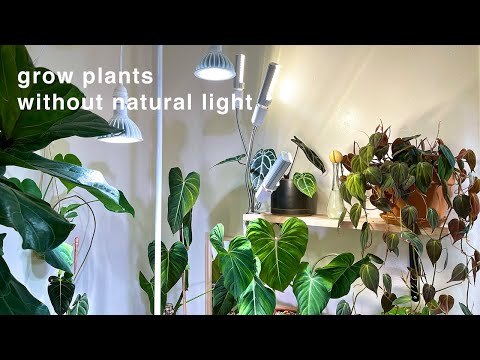 image-What light is best for calathea?