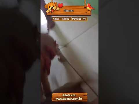 Vídeo de filhotes 