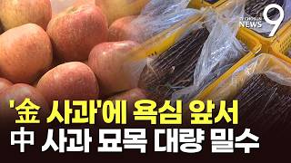 金사과 노렸나…수입 금지된 中 사과묘목 몰래 들여온 일당 적발 [뉴스9]
