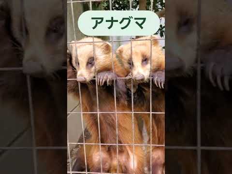 アナグマの種類 - ボルネオフェレットアナグマ (Melogale everetti)