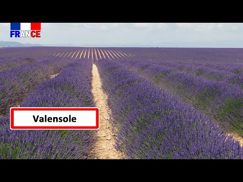 [France] The scent of Provence, the lavender plain with purple waves 'Valensole' (4K)