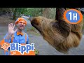 Blippi Visits Wildlife Park Wolves Other Animals Animals For Kids Learn About Animals