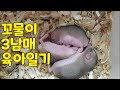 꼬물이 사막쥐 3남매 육아일기 Baby Gerbill S Diary