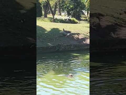 reserva de carpinchos en Pehuajó