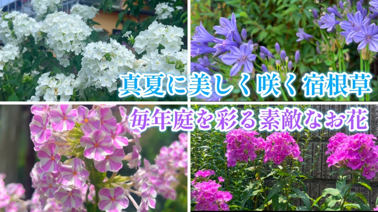 【猛暑の庭に今年も美しく咲いた宿根草多年草】【軽井沢レイクガーデン散策】【ガーデニング】