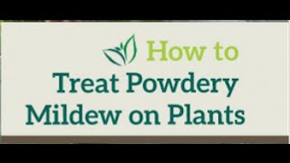 DIY Natural Pest Control | How to Cure Powdery Mildew