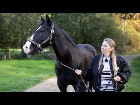 Lusitano bockt seine Reiter ab - Tierärztin fassungslos über extreme Befunde | pferde doku