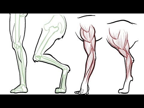 How to Draw Animal Legs dogs cats horses bears etc