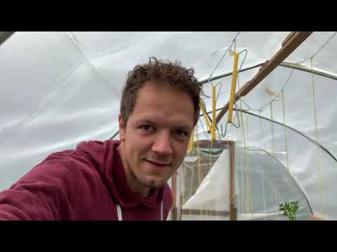 , title : 'EFFM Weekvlog 013 - onkruid aanvallen voor de regen - te groot geworden tomatenplanten onderhoud'