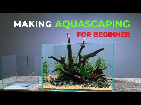 Making Aquascaping For Beginner (Step by Step Tutorial Aquascaping Guide)