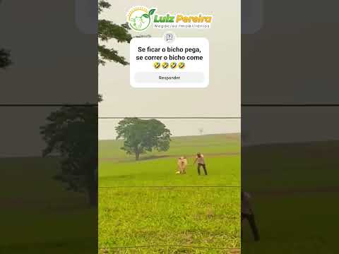 Se correr o bicho pega #Boiadeiro#Boibravo#Agro#Touro#Nelore#Vidanaroça #rodeio#montaria#cowboy #boi