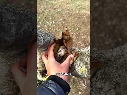 小哥枯叶中捡到只神奇小鸟，从此它们结下不解之缘，真是太神奇了 #animals #pets #cute #小动物 #奇妙的動物 #科普