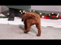 Standard Poodle dogs for sale: Kaylee - Video 1