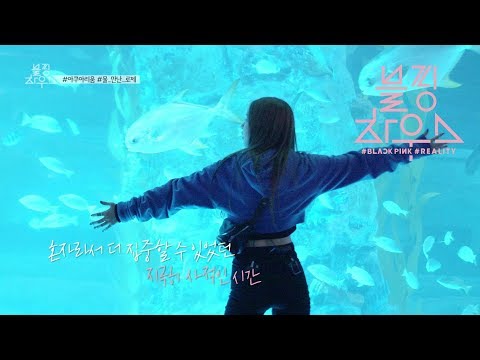 download lagu mp3 mp4 Aquarium Rose, download lagu Aquarium Rose gratis, unduh video klip Aquarium Rose