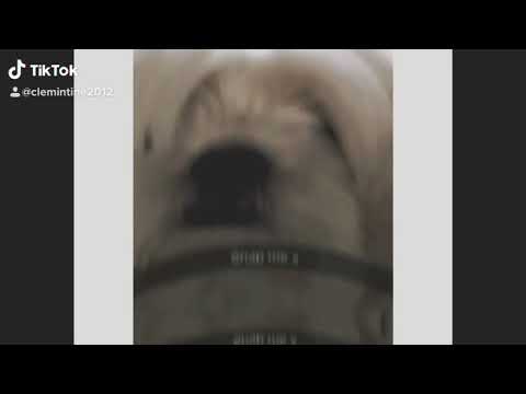 I miss my dog 😢😔