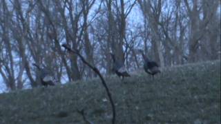 preview picture of video 'Pumped Up Turkey Huntin' Olson'