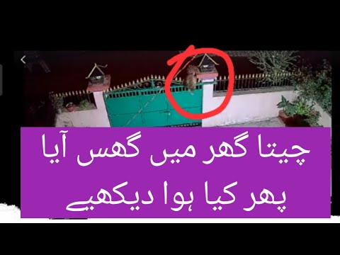 loin vs dog|ghr main Gus kr sheer ne Kuta utha Lea