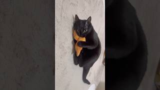 マタタビたい焼きあげてみた #shorts #猫のいる暮らし #ねこライフ #cat #猫のいる風景  #catshorts