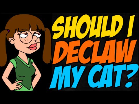 Should I Declaw My Cat?