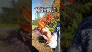 Choosing Trees that Turn Red in the Fall Season #trees #landscaping #gardening #bonsai #shorts